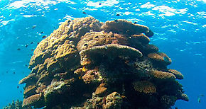 Ya hay ley de Proteccin Integral de los Sistemas de Arrecifes Coralinos Ecosistemas y Especies Asociadas en Pa