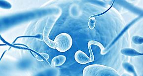 Espermatozoides y vulos artificiales a partir de clulas madre puede ser una realidad en 2020