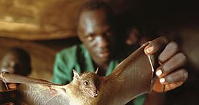 Cientficos descubren cmo impedir avance de virus bola