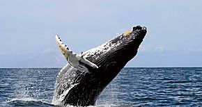 Ecuador crea una nueva reserva marina en la provincia occidental de Manab