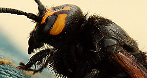 Encuentran en Costa Rica una especie de abeja que evolucion para comer carne