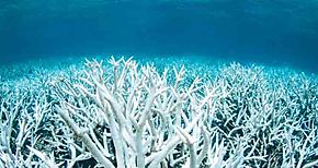 Creciente peligro para biodiversidad marina en el mundo
