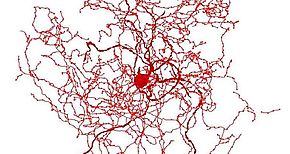 Descubren nuevo tipo de neurona