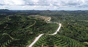 Productores de TamboEl Bajito de San Miguel recibirn nueva carretera