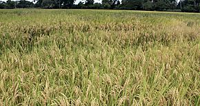 Culmina escuela de campo en el cultivo de arroz de Ciencias Agropecuarias en Chiriqu