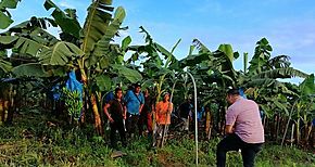 CSS isnpecciona empresas bananeras en Chiriqu y Bocas del Toro