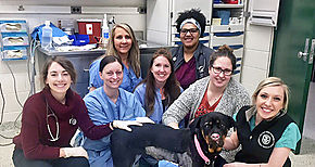 Una rottweiler se recupera de sus quemaduras con injertos de piel de pez