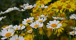 Descubren compuesto anticancergeno en la manzanilla