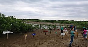 2 mil rboles fueron replantados en mangle de El Ejido en la provincia de Los Santos 
