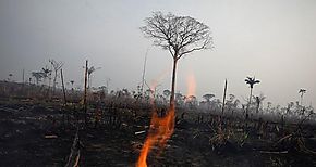Deforestacin en la Amazona brasilea bati rcord en 2022