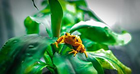 Tierras altas Panam Panam Central y Darin identificados entre 50 Sitios de Anfibios Amenazados a nivel mundial