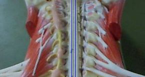 Cientficos descubren potencial de mdula sea para tratar infertilidad