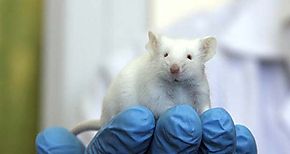 Logran controlar convulsiones epilpticas en ratas