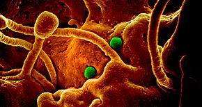 Nueva cepa de coronavirus nace en la India