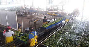 Inspeccionan bananeras para evitar contagio por COVID19