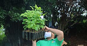 MI AMBIENTE Veraguas contina con estrategia de reforestacin