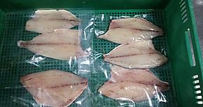 7 mil libras de Pampano fueron cosechadas en Bocas del Toro por la Empresa Dyer Aqua