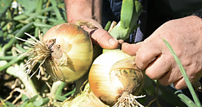Productores de cebolla de Cocl reciben apoyo financiero