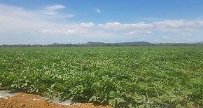 Recorren fincas agrcolas de Son para prevenir el trabajo infantil