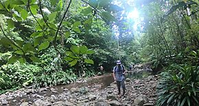 rea Silvestre Protegida de Nargan es vigilada por tcnicos de MiAMBIENTE Guna Yala