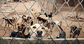 MINSA investiga condicin sanitaria de mascotas en Chiriqu