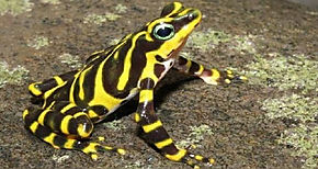 Prdida de hbitat y trfico de especies ponen en riesgo de extincin a reptiles en el mundo
