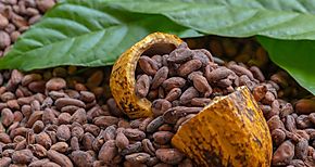 Realizan consulta sobre la reglamentacin de la ley del Cacao en Coln