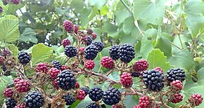 Pon moras y frambuesas a tu dieta