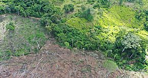 Tala de ms de 180 hectreas de bosque en Darin son juzgadas