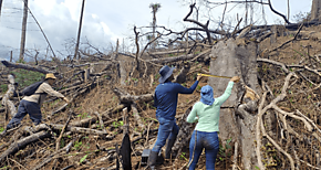 MiAMBIENTE atiende denuncia de tala ilegal en Chepigana Darin