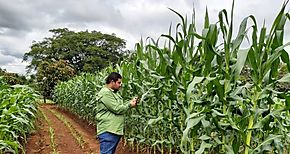 Decano de agronoma sustenta que no hay brotes de COVID19 en Chiriqu