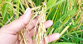 MiAMBIENTE y MIDA capacitan sobre trmite de permisos para el establecimiento de parcelas de arroz en Darin