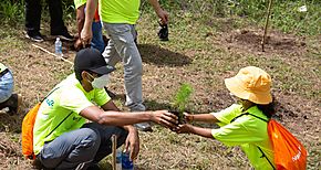 Voluntarios de Naturgy plantaron 300 pinos en la Reserva Forestal La Yeguada