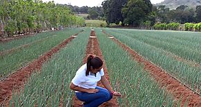 Productores de cebolla reciben pagos de B 24 millones