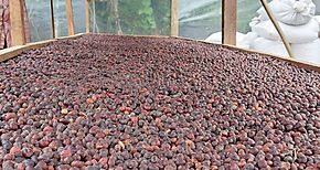 Caf del norte de Cocl busca afianzarse en el mercado Nacional