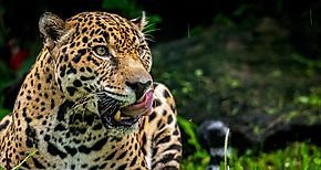Cmo pueden humanos y jaguares coexistir