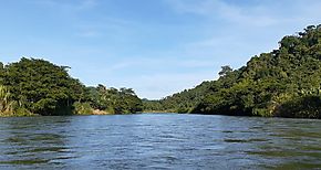 Restauran bosques de galera del ro Changuinola 
