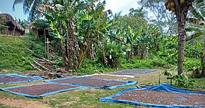 Comarca Guna Yala cosecha 19 millones de libras del grano seco
