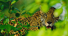 270 jaguares emergen en el oriente nacional