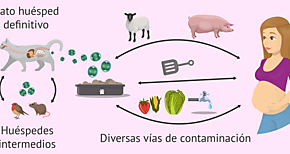 La toxoplasmosis en mujeres embarazadas requiere de mayor atencin para prevenir discapacidad
