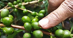 Experto advierte que El Nio impactar en produccin de caf