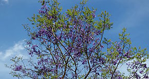 Jacaranda caucana el rbol 5 millones sembrado por el Canal de Panam 