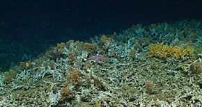 Descubren primitivos arrecifes de coral en Reserva Marina de Galpagos
