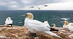 Per se corona como el pas con la mayor diversidad de aves del planeta
