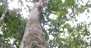 Descubren una nueva especie de rbol en Brasil