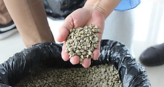 El café geisha impone un nuevo récord de precios en una subasta