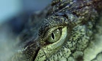 Sabas que cocodrilos y serpientes podran reemplazar al pescado los viernes de Cuaresma