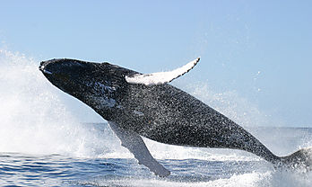 Da Mundial de las Ballenas