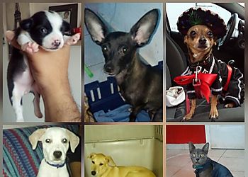Nuevo miembro de la familia