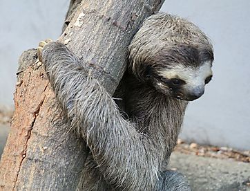 Perezoso